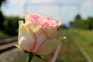 失恋占い師の選び方とそのコツは？