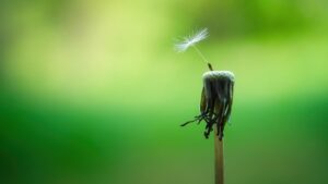 失恋におけるマインドフルネスの効果とは？