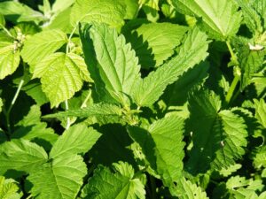 失恋に効果的なサプリでセロトニンを増やす方法は？